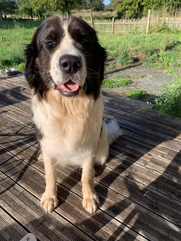 Snoopie Du Val D'ormyne