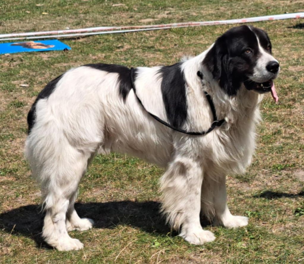 Teal'c Du Val D'ormyne