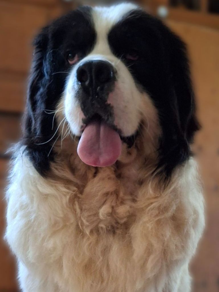 ingrid gyöngye Fokusz gaston