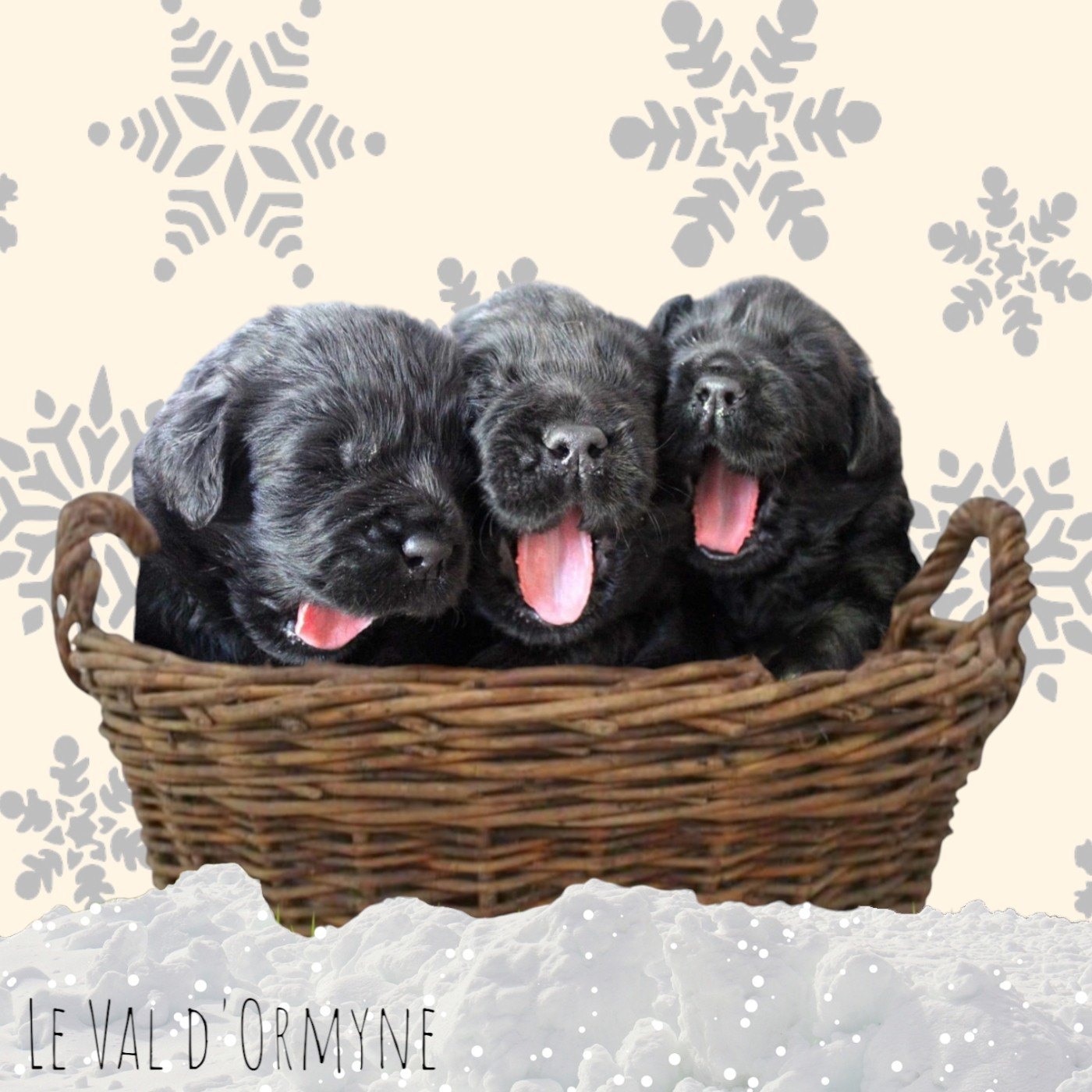 Du Val D'ormyne - PROCHAIN MARIAGE : Printemps 2026