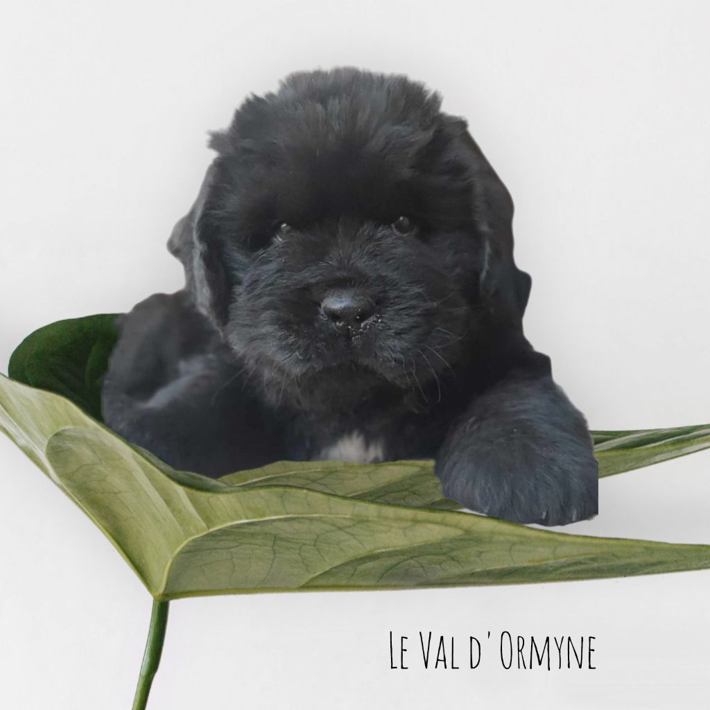 Du Val D'ormyne - DES MARIAGES SONT PRÉVUS CET AUTOMNE 2024 !