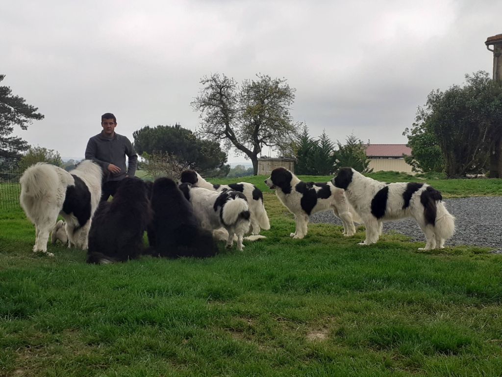 Nos landseers