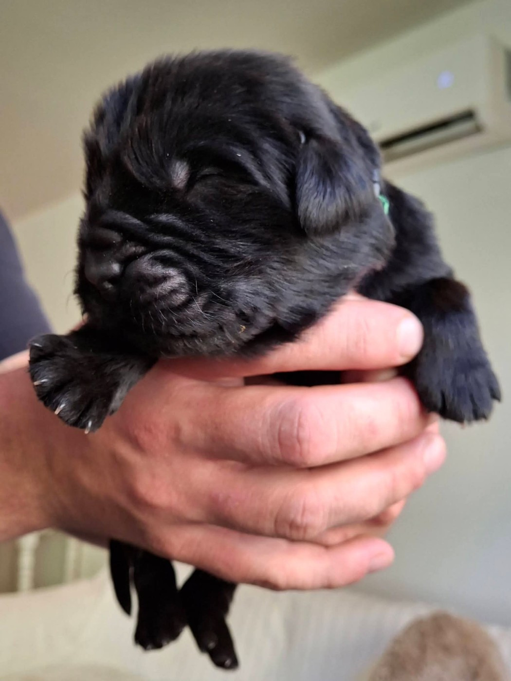 Du Val D'ormyne - Chiots disponibles - Terre-neuve