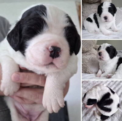 B-B Valdhélya du Val d'Ormyne