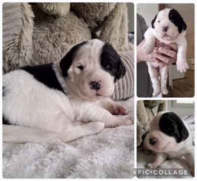 Barbouille du Val d'Ormyne