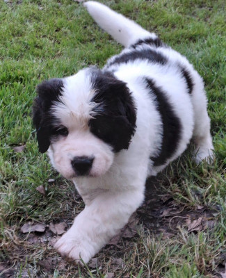 Bianca du Val d'Ormyne