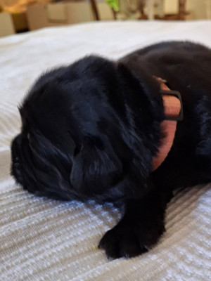 CHIOT 1
