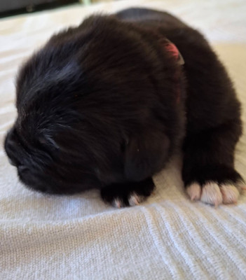 CHIOT 2