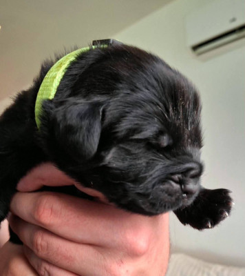 CHIOT 3