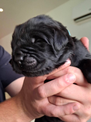 CHIOT 4